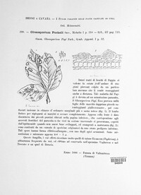 Gloeosporium fuckelii image